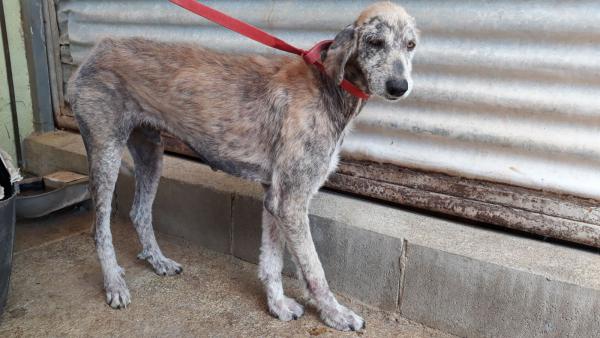 LUCIANO (ADOPCIÓN COSTE 0) LUCIANO (ADOPCIÓN COSTE 0)