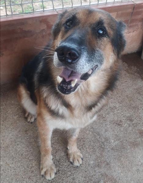 RITTER (ADOPCIÓN COSTE 0) RITTER (ADOPCIÓN COSTE 0)