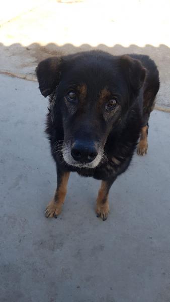 DUQUE (ADOPCIÓN COSTE 0) DUQUE (ADOPCIÓN COSTE 0)