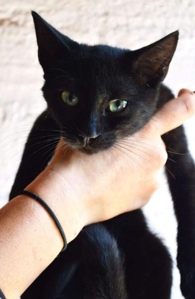 NERA NERA