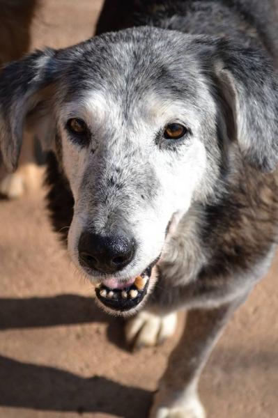 DION (ADOPCIÓN COSTE 0) DION (ADOPCIÓN COSTE 0)