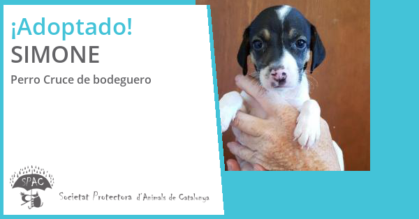 SPAC - Adopción de SIMONE