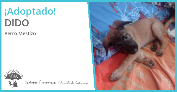 SPAC - Adopción de DIDO