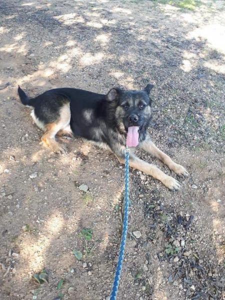 ZEUS (ADOPCIÓN COSTE 0)