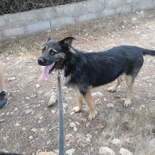 ZEUS (ADOPCIÓN COSTE 0)