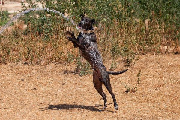 NERO (ADOPCIÓN COSTE 0)