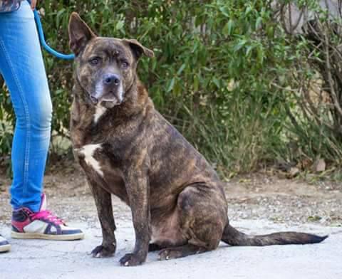 KAO (ADOPCIÓN COSTE 0)