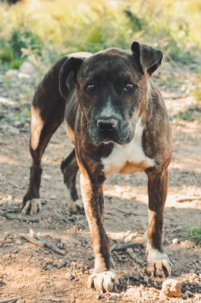 SACHA-ADOPCIÓN COSTE CERO