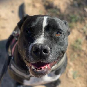ZEUS (COSTE 0)