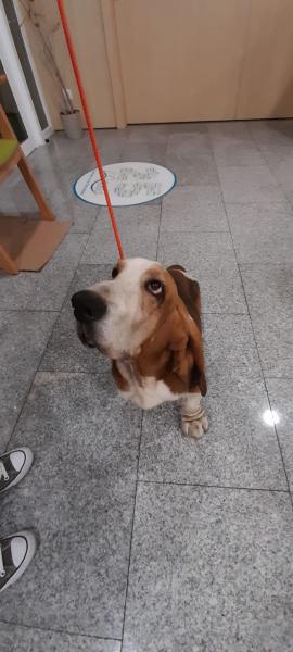 DEXTER