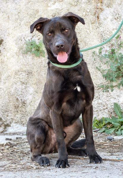 GOLFO (ADOPCIÓN COSTE 0)