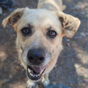 LAIKA