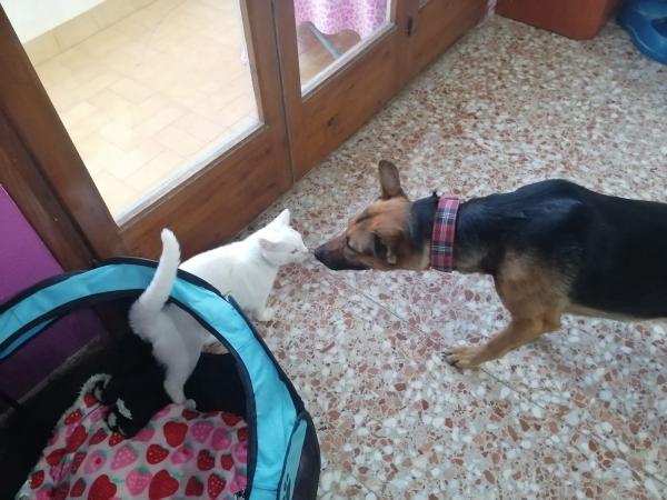 LAYKA