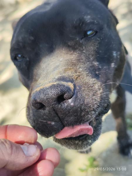 CALI (COSTE 0)