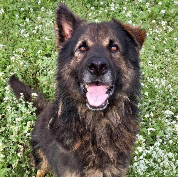 SANS&Oacute;N (LOBO)