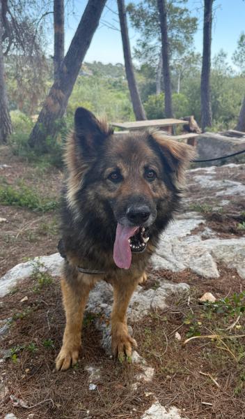 SANS&Oacute;N (LOBO)