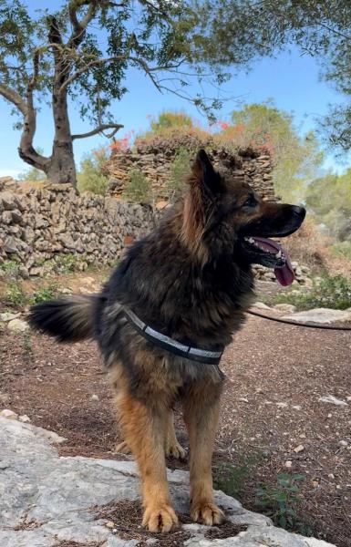 SANS&Oacute;N (LOBO)