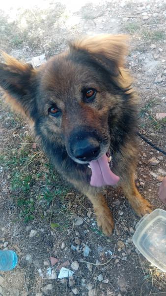 SANS&Oacute;N (LOBO)