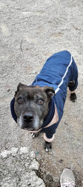 YAKO (ADOPCI&Oacute;N COSTE 0)