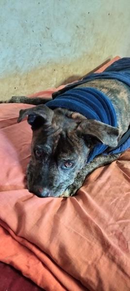 YAKO (ADOPCI&Oacute;N COSTE 0)