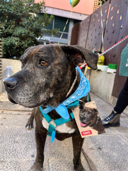 YAKO (ADOPCI&Oacute;N COSTE 0)