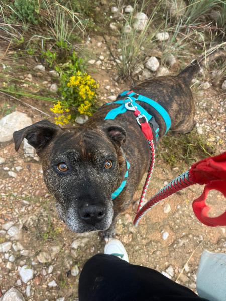 YAKO (ADOPCI&Oacute;N COSTE 0)