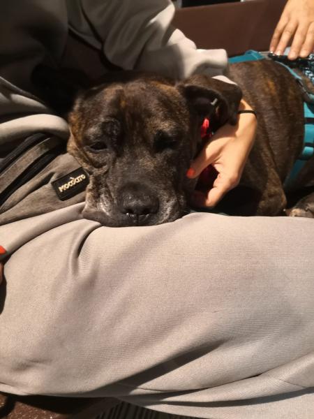 YAKO (ADOPCI&Oacute;N COSTE 0)