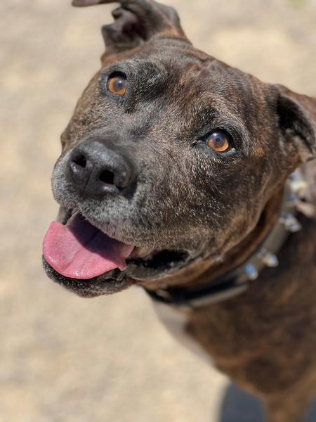 YAKO (ADOPCI&Oacute;N COSTE 0)