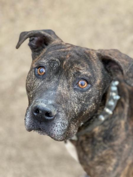 YAKO (ADOPCI&Oacute;N COSTE 0)