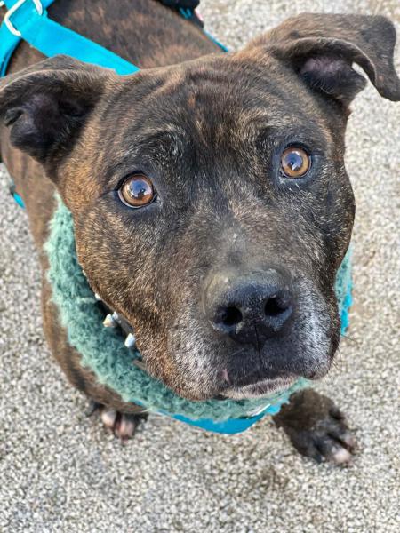 YAKO (ADOPCI&Oacute;N COSTE 0)