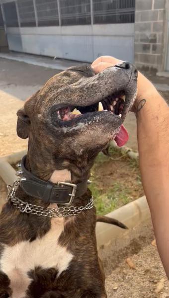 YAKO (ADOPCI&Oacute;N COSTE 0)