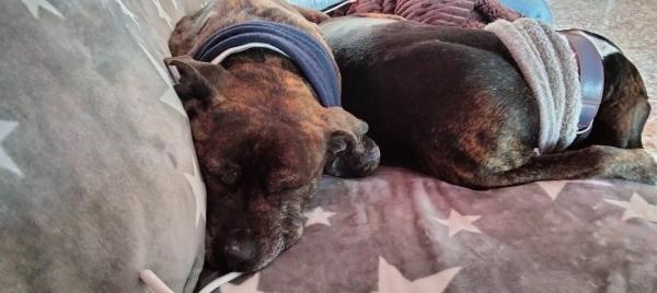 YAKO (ADOPCI&Oacute;N COSTE 0)