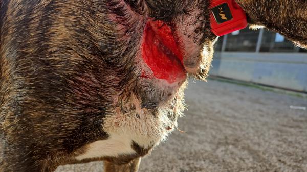 YAKO (ADOPCI&Oacute;N COSTE 0)