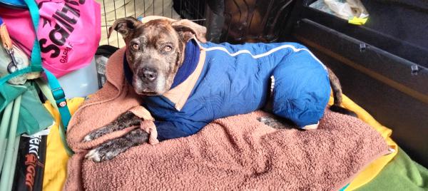 YAKO (ADOPCI&Oacute;N COSTE 0)