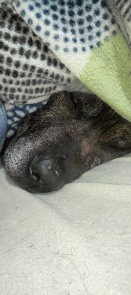 YAKO (ADOPCI&Oacute;N COSTE 0)