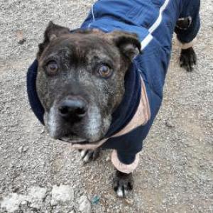 YAKO (ADOPCI�N COSTE 0)