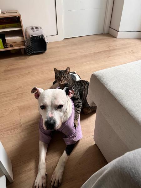 KASS