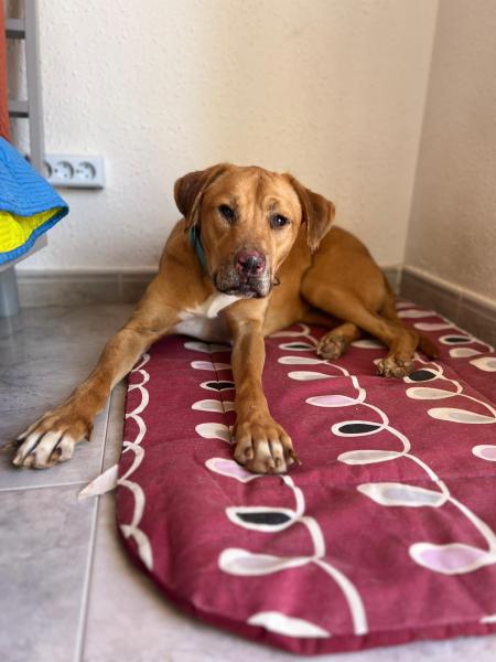 MUKI (JUNIOR)