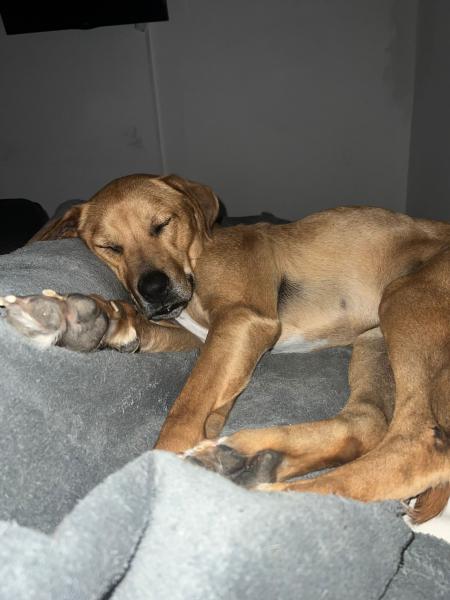 MUKI (JUNIOR)