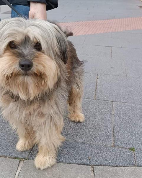 BENJI