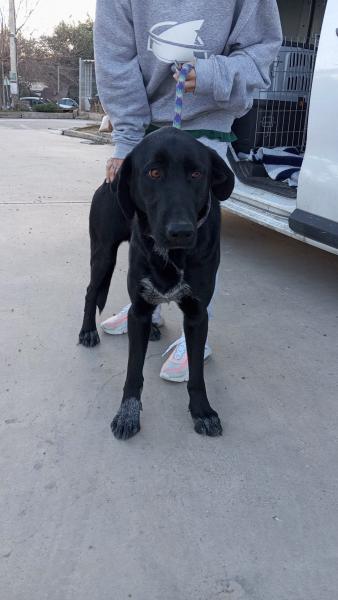 KOBA