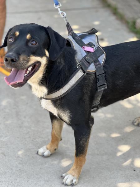 CHULA