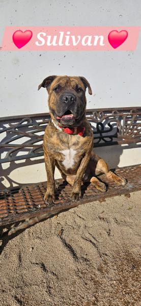 SULIVAN
