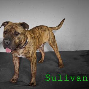 SULIVAN