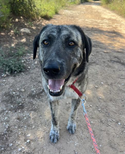 MAYA (ZOEY)