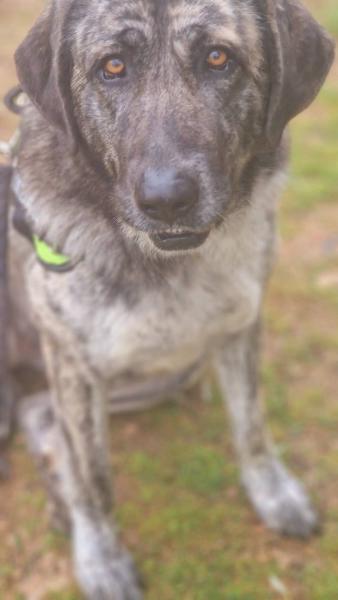 MAYA (ZOEY)