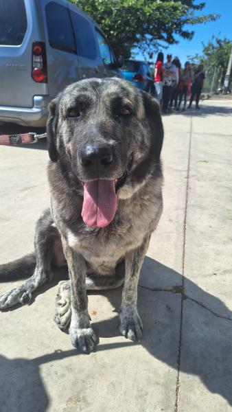 MAYA (ZOEY)
