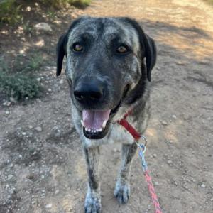 MAYA (ZOEY)