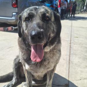 MAYA (ZOEY)