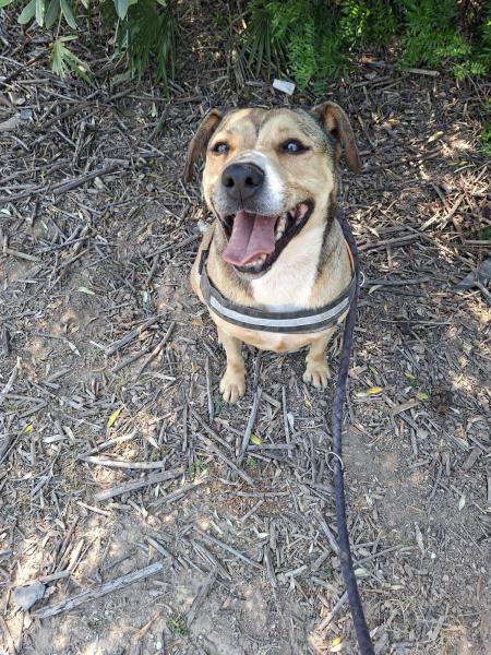 BROWNIE (PANDORA)